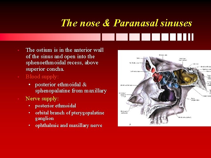 The nose & Paranasal sinuses • • • The ostium is in the anterior
