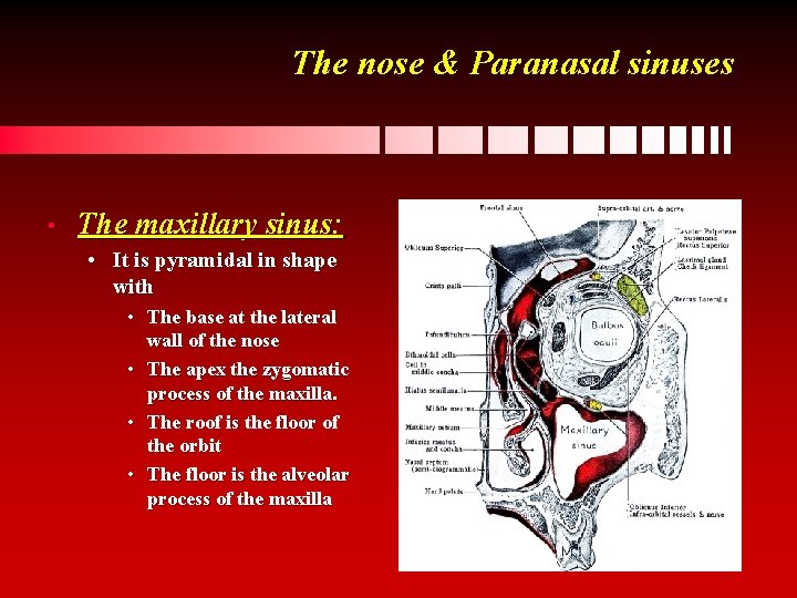 The nose & Paranasal sinuses • The maxillary sinus: • It is pyramidal in
