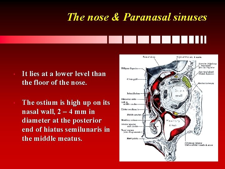 The nose & Paranasal sinuses • It lies at a lower level than the