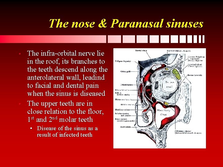 The nose & Paranasal sinuses • • The infra-orbital nerve lie in the roof,