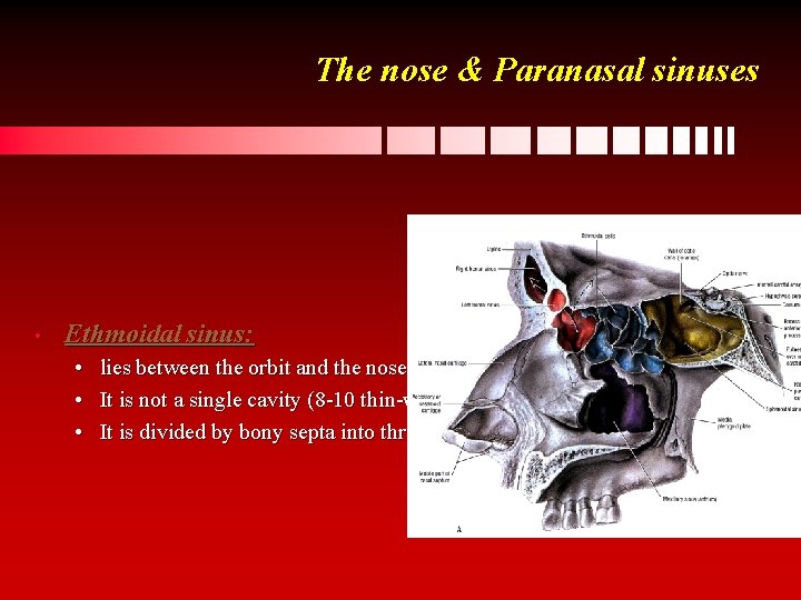 The nose & Paranasal sinuses • Ethmoidal sinus: • lies between the orbit and