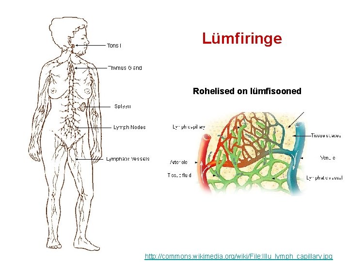 Lümfiringe Rohelised on lümfisooned http: //commons. wikimedia. org/wiki/File: Illu_lymph_capillary. jpg 