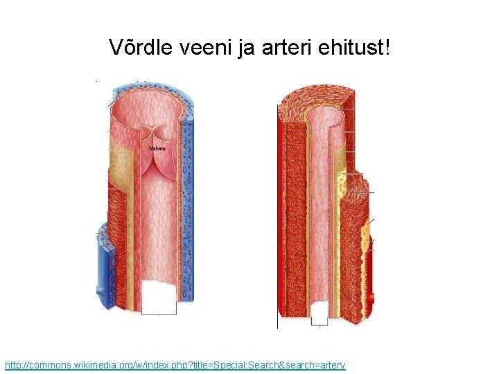 Võrdle veeni ja arteri ehitust! http: //commons. wikimedia. org/w/index. php? title=Special: Search&search=artery 