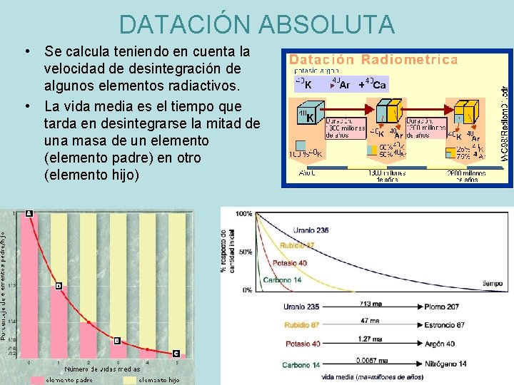 DATACIÓN ABSOLUTA • Se calcula teniendo en cuenta la velocidad de desintegración de algunos