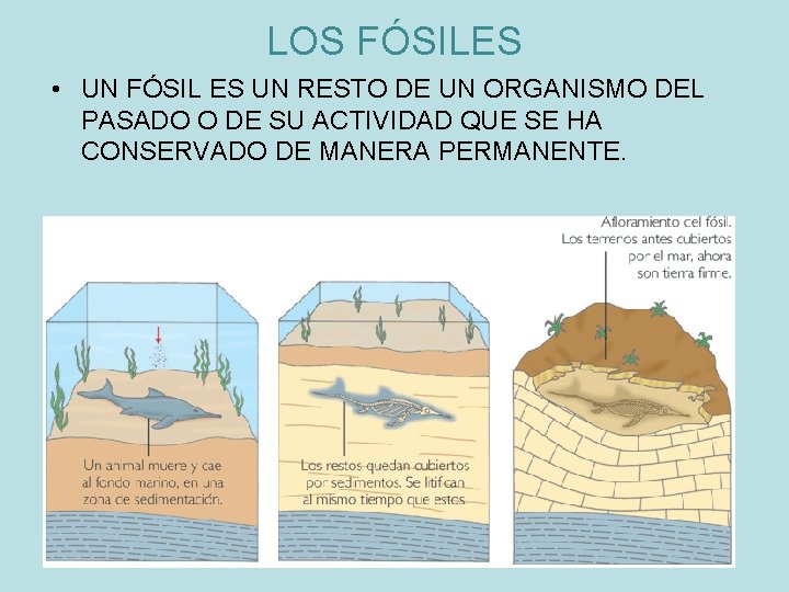 LOS FÓSILES • UN FÓSIL ES UN RESTO DE UN ORGANISMO DEL PASADO O