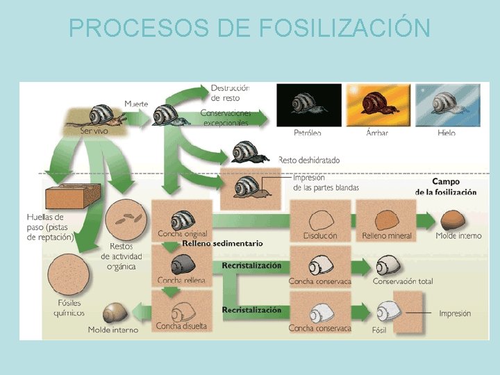 PROCESOS DE FOSILIZACIÓN 
