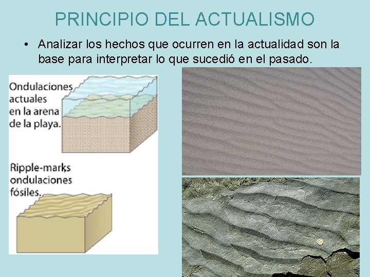 PRINCIPIO DEL ACTUALISMO • Analizar los hechos que ocurren en la actualidad son la