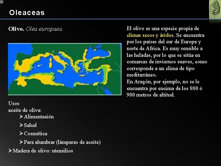 Oleaceas Olivo. Olea europaea Usos aceite de oliva: ØAlimentación ØSalud ØCosmética ØPara alumbrar (lámparas