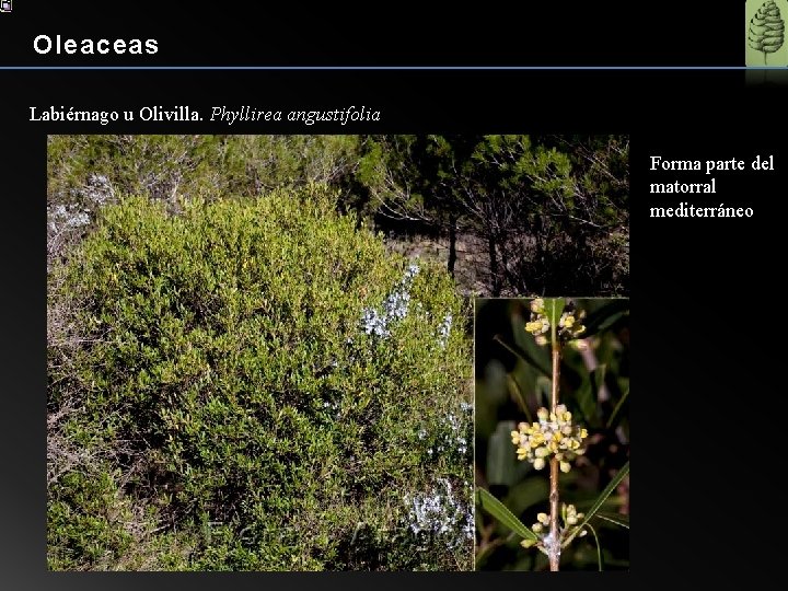 Oleaceas Labiérnago u Olivilla. Phyllirea angustifolia Forma parte del matorral mediterráneo 