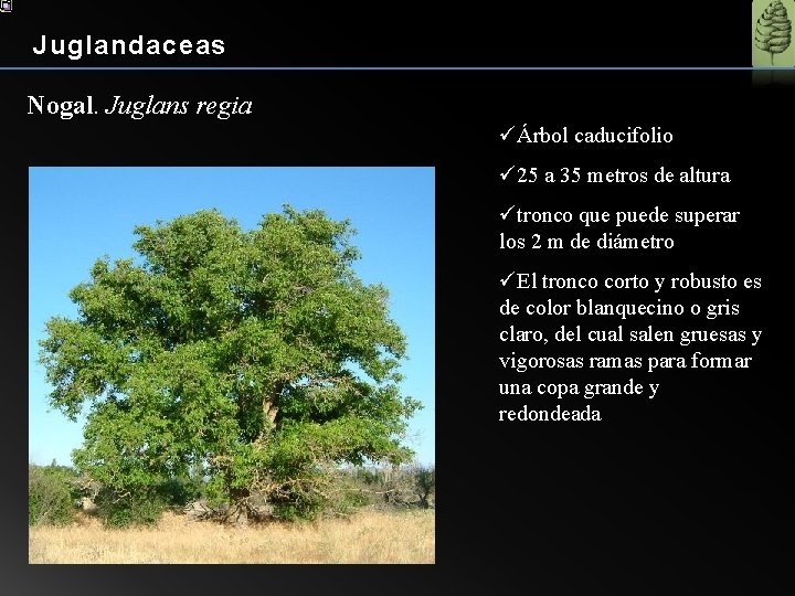 Juglandaceas Nogal. Juglans regia üÁrbol caducifolio ü 25 a 35 metros de altura ütronco