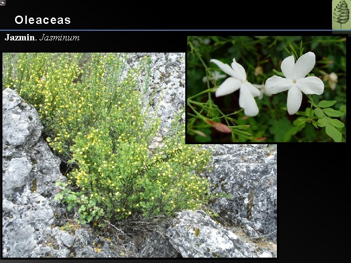 Oleaceas Jazmin. Jasminum 