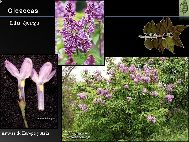 Oleaceas Lilas. Syringa nativas de Europa y Asia 