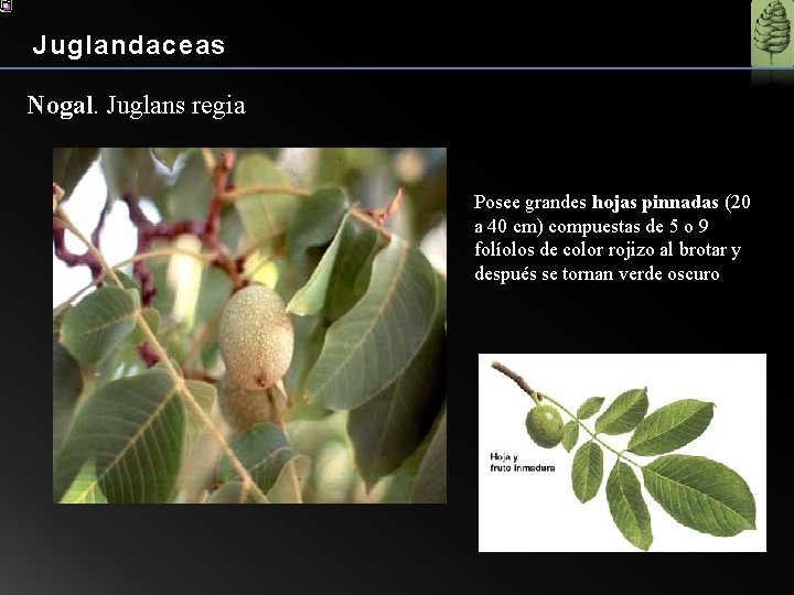 Juglandaceas Nogal. Juglans regia Posee grandes hojas pinnadas (20 a 40 cm) compuestas de