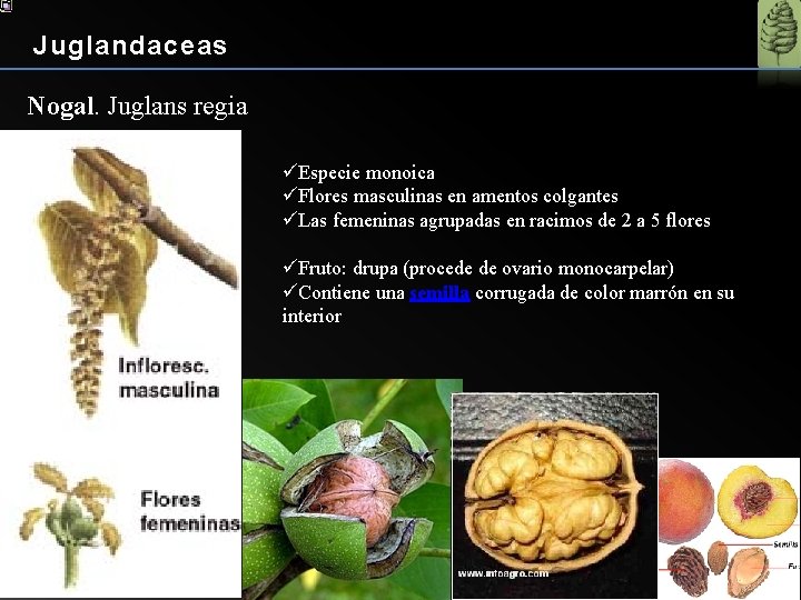 Juglandaceas Nogal. Juglans regia üEspecie monoica üFlores masculinas en amentos colgantes üLas femeninas agrupadas