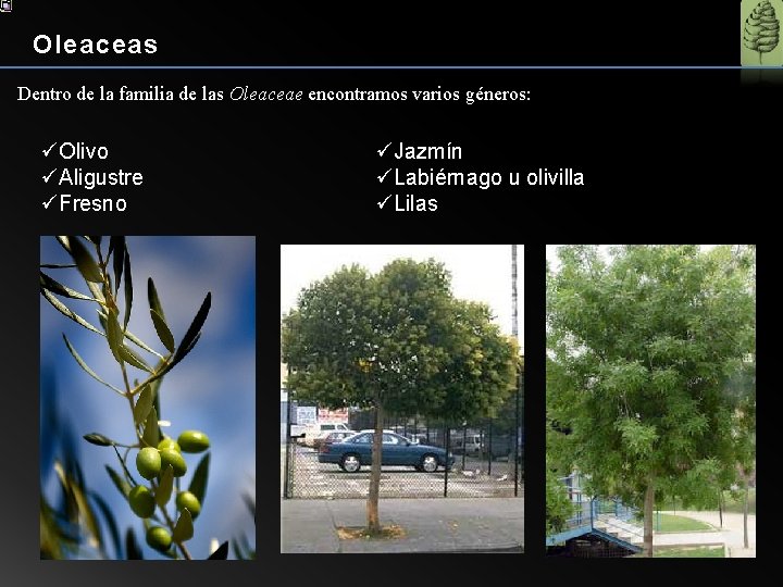 Oleaceas Dentro de la familia de las Oleaceae encontramos varios géneros: üOlivo üAligustre üFresno