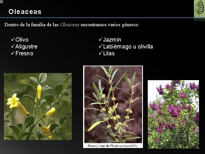 Oleaceas Dentro de la familia de las Oleaceae encontramos varios géneros: üOlivo üAligustre üFresno