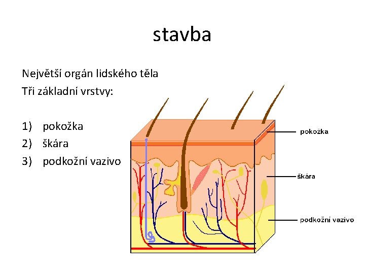 stavba Největší orgán lidského těla Tři základní vrstvy: 1) pokožka 2) škára 3) podkožní