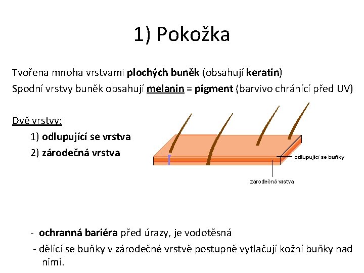 1) Pokožka Tvořena mnoha vrstvami plochých buněk (obsahují keratin) Spodní vrstvy buněk obsahují melanin