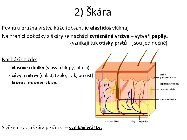 2) Škára Pevná a pružná vrstva kůže (obsahuje elastická vlákna) Na hranici pokožky a