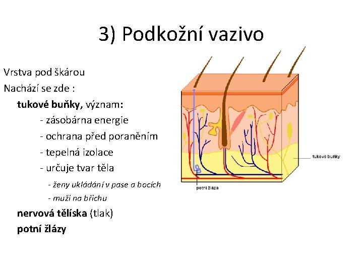 3) Podkožní vazivo Vrstva pod škárou Nachází se zde : tukové buňky, význam: -