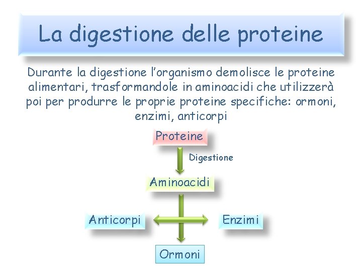 La digestione delle proteine Durante la digestione l’organismo demolisce le proteine alimentari, trasformandole in