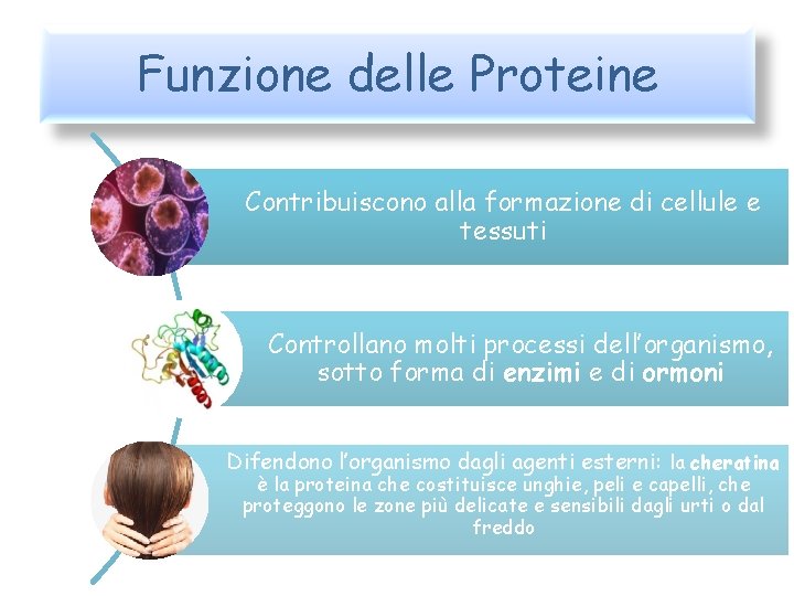 Funzione delle Proteine Contribuiscono alla formazione di cellule e tessuti Controllano molti processi dell’organismo,