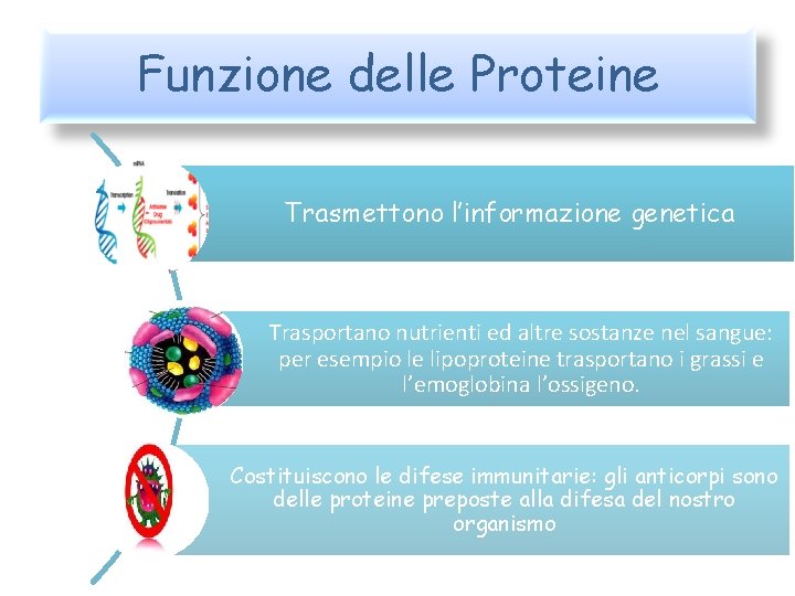 Funzione delle Proteine Trasmettono l’informazione genetica Trasportano nutrienti ed altre sostanze nel sangue: per