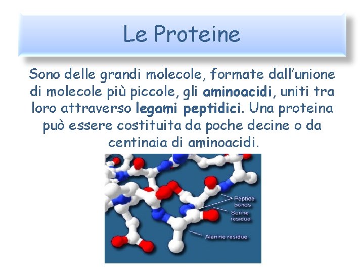 Le Proteine Sono delle grandi molecole, formate dall’unione di molecole più piccole, gli aminoacidi,