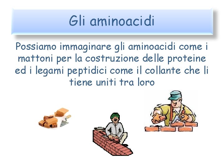 Gli aminoacidi Possiamo immaginare gli aminoacidi come i mattoni per la costruzione delle proteine