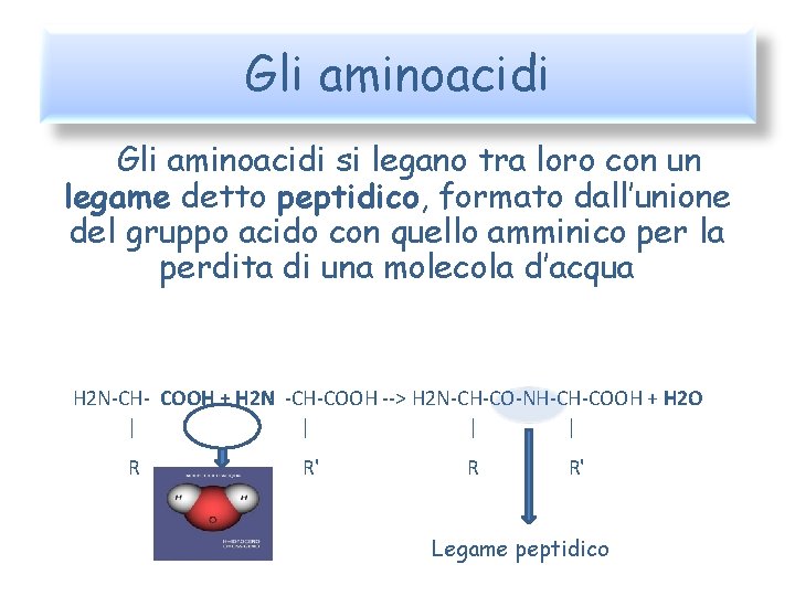 Gli aminoacidi si legano tra loro con un legame detto peptidico, formato dall’unione del