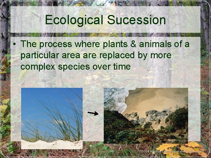 Ecological Sucession • The process where plants & animals of a particular area are