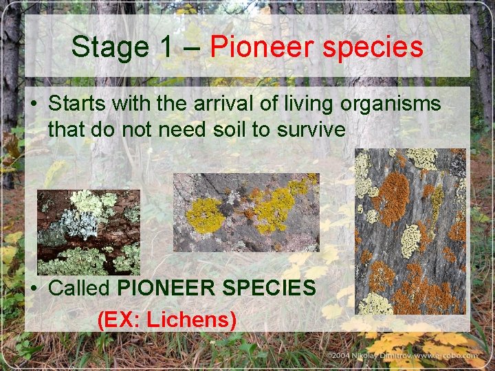 Stage 1 – Pioneer species • Starts with the arrival of living organisms that