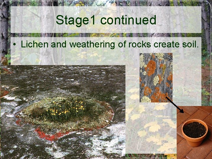 Stage 1 continued • Lichen and weathering of rocks create soil. 