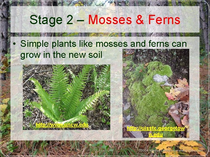 Stage 2 – Mosses & Ferns • Simple plants like mosses and ferns can