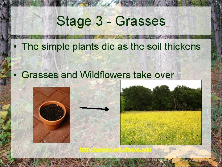 Stage 3 - Grasses • The simple plants die as the soil thickens •