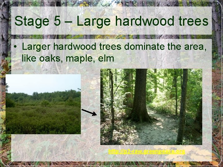 Stage 5 – Large hardwood trees • Larger hardwood trees dominate the area, like