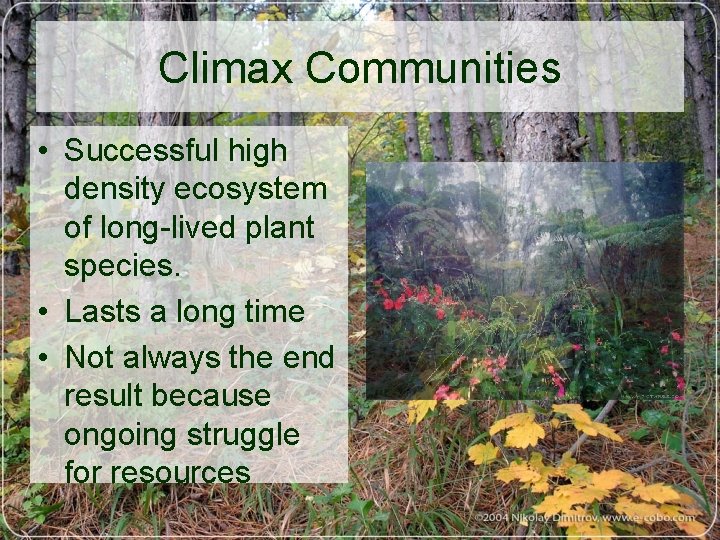 Climax Communities • Successful high density ecosystem of long-lived plant species. • Lasts a