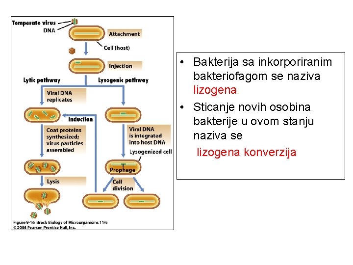  • Bakterija sa inkorporiranim bakteriofagom se naziva lizogena. • Sticanje novih osobina bakterije