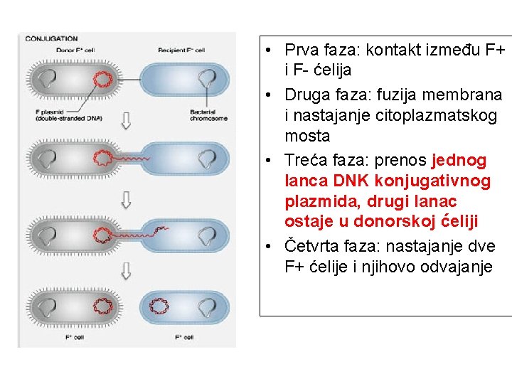  • Prva faza: kontakt između F+ i F- ćelija • Druga faza: fuzija