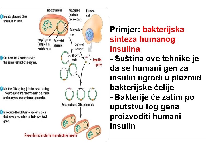 Primjer: bakterijska sinteza humanog insulina - Suština ove tehnike je da se humani gen