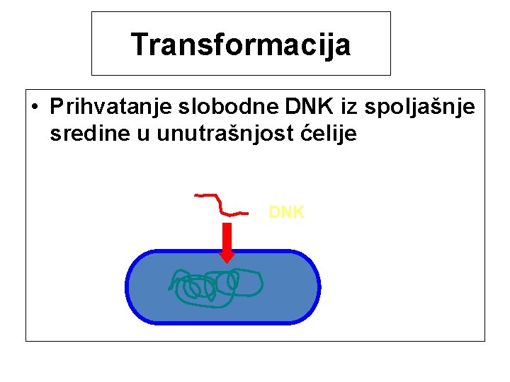 Transformacija • Prihvatanje slobodne DNK iz spoljašnje sredine u unutrašnjost ćelije DNK 