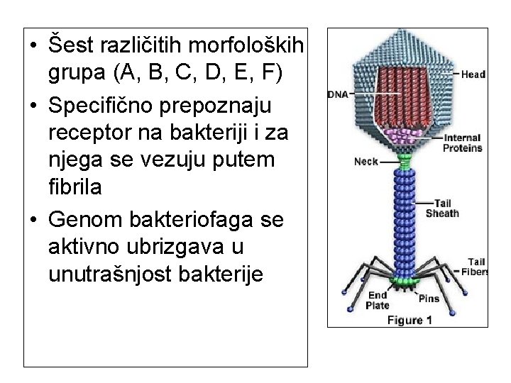  • Šest različitih morfoloških grupa (A, B, C, D, E, F) • Specifično