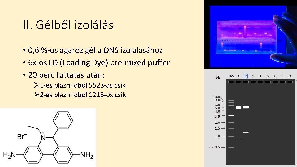 II. Gélből izolálás • 0, 6 %-os agaróz gél a DNS izolálásához • 6