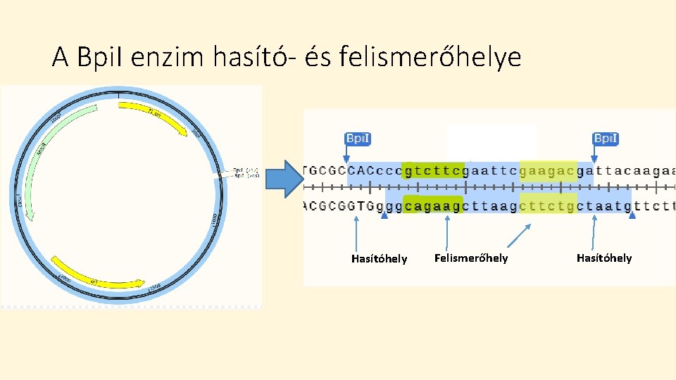 A Bpi. I enzim hasító- és felismerőhelye Hasítóhely Felismerőhely Hasítóhely 