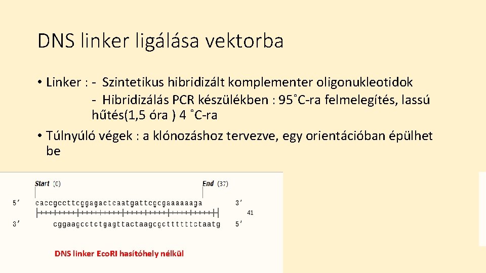 DNS linker ligálása vektorba • Linker : - Szintetikus hibridizált komplementer oligonukleotidok - Hibridizálás