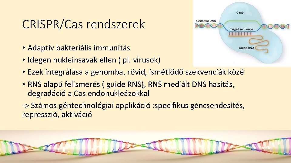 CRISPR/Cas rendszerek • Adaptív bakteriális immunitás • Idegen nukleinsavak ellen ( pl. vírusok) •