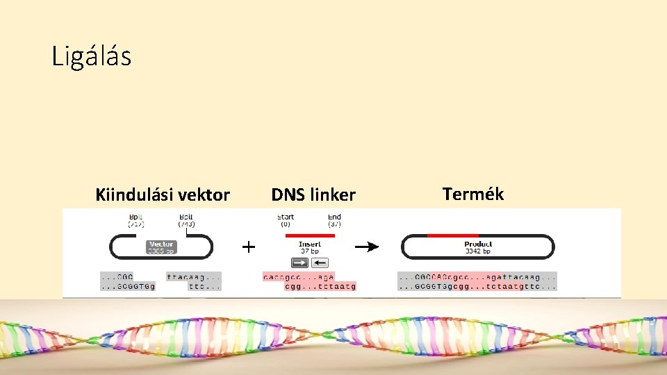 Ligálás Kiindulási vektor DNS linker Termék 