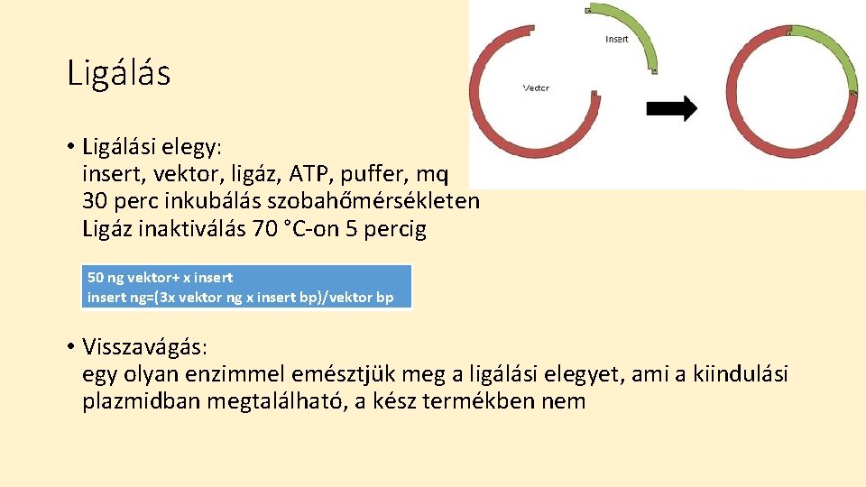 Ligálás • Ligálási elegy: insert, vektor, ligáz, ATP, puffer, mq 30 perc inkubálás szobahőmérsékleten