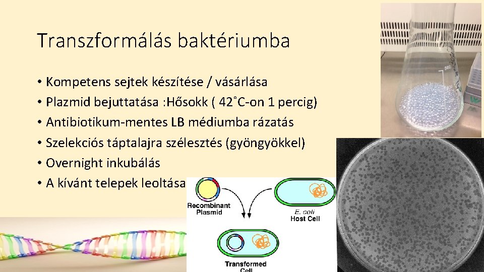 Transzformálás baktériumba • Kompetens sejtek készítése / vásárlása • Plazmid bejuttatása : Hősokk (