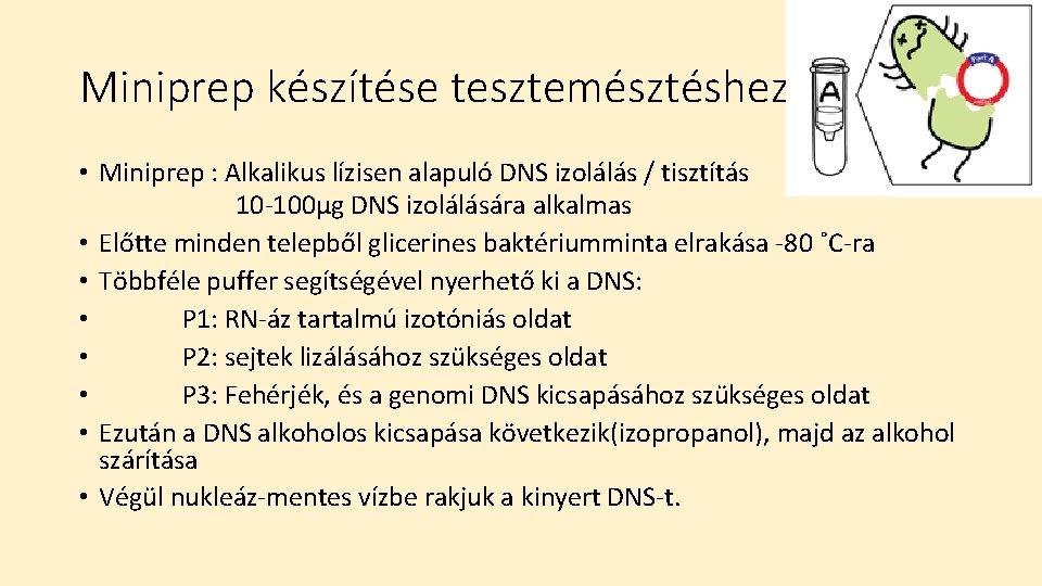 Miniprep készítése tesztemésztéshez • Miniprep : Alkalikus lízisen alapuló DNS izolálás / tisztítás 10